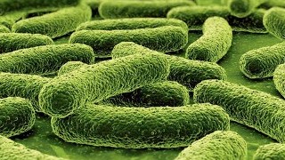 Mold Restoration Washington DC